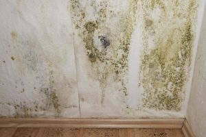 Mold Remediation