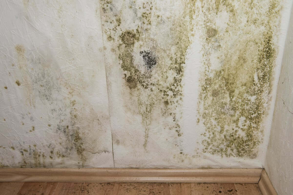  Mold Remediation